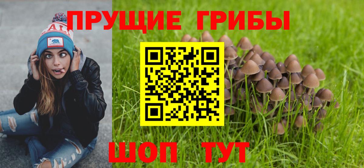 Курчатов  Галлюциногенные грибы прущие грибы  Вход с VPN  Галлюциногенные грибы ЛСД 